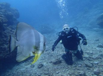 ツバメウオと一緒に体験ダイビング