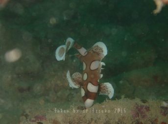 チョウチョウコショウダイ子供