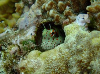 モンツキカエルウオ