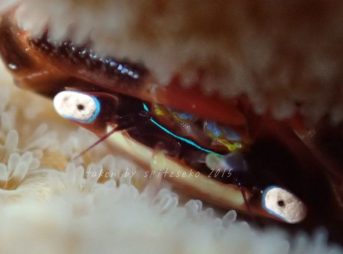 テトラリア・キンクティペス