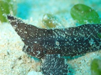 ツマジロオコゼ