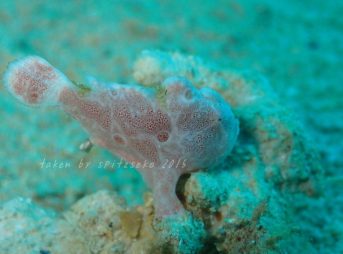 オオモンカエルアンコウyg、ウ○コしたの?