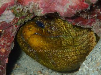 リュウキュウウツボ