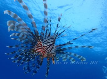 ハナミノカサゴ