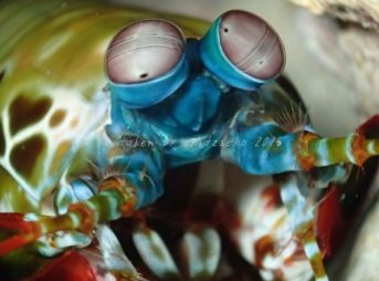 モンハナシャコ