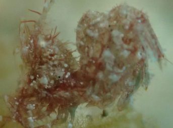 フィコカリス・シムランス