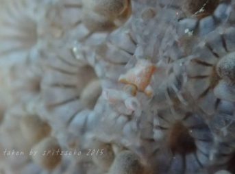 ヤクシマカクレエビ