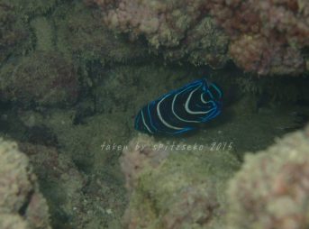 ロクセンヤッコyg