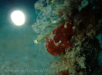 オオモンカエルアンコウyg満月撮り