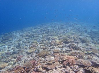 サンゴ、ぐっちゃり!!