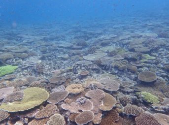 足の踏み場もないリーフの上