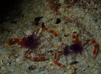 バイオレット・ボクサー・シュリンプ