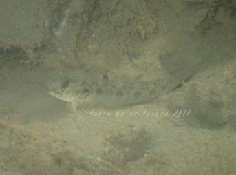 カマヒレマツゲハゼ