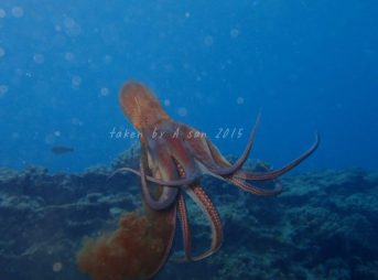 フライングワモンダコ墨吐き中