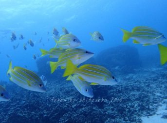 ヨスジフエダイ群れ