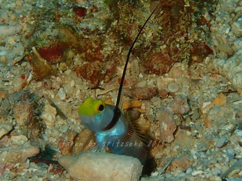 ヒレナガネジリンボウ