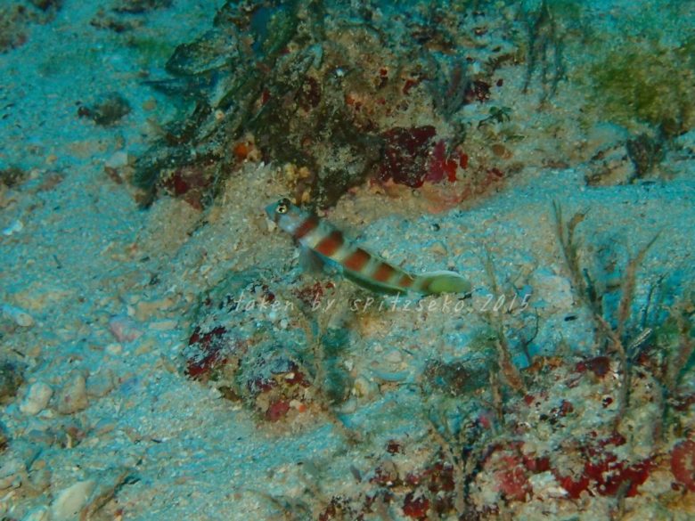 ミナミダテハゼ