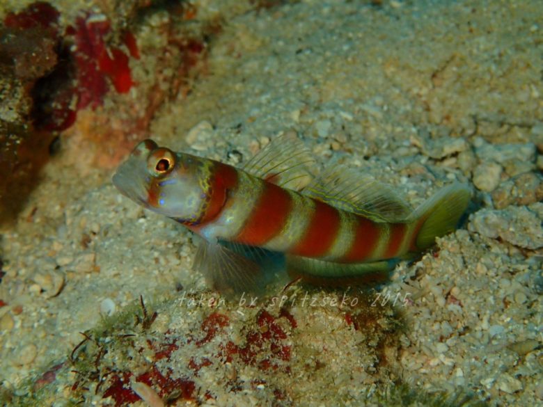 ミナミダテハゼ