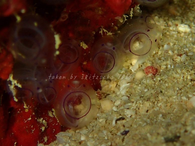 カールおじさんホヤ