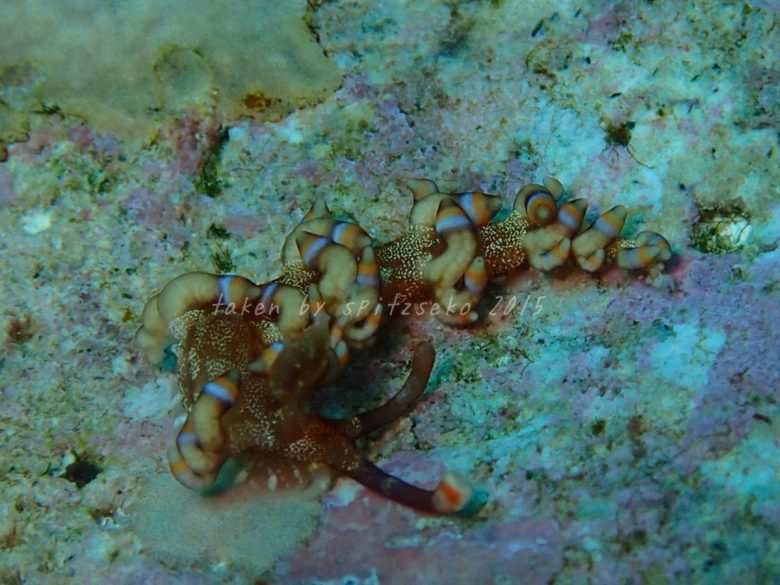 ハクテンミノウミウシ