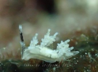 マツカサウミウシ