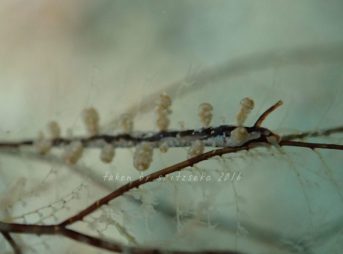 ヤマンバミノウミウシ