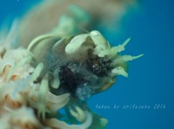 ムチカラマツエビ