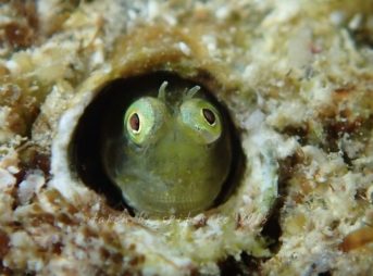 シシマイギンポ