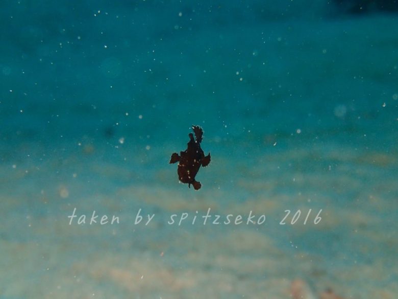 ハナオコゼかな