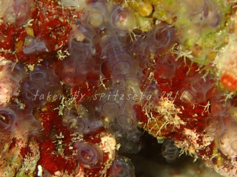 カールおじさんホヤ、まだなりかけだね