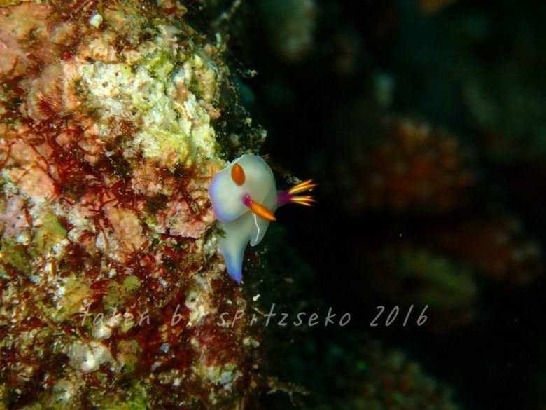 ゾウゲイロウミウシ