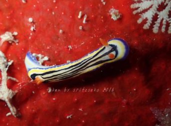 リュウモンイロウミウシ