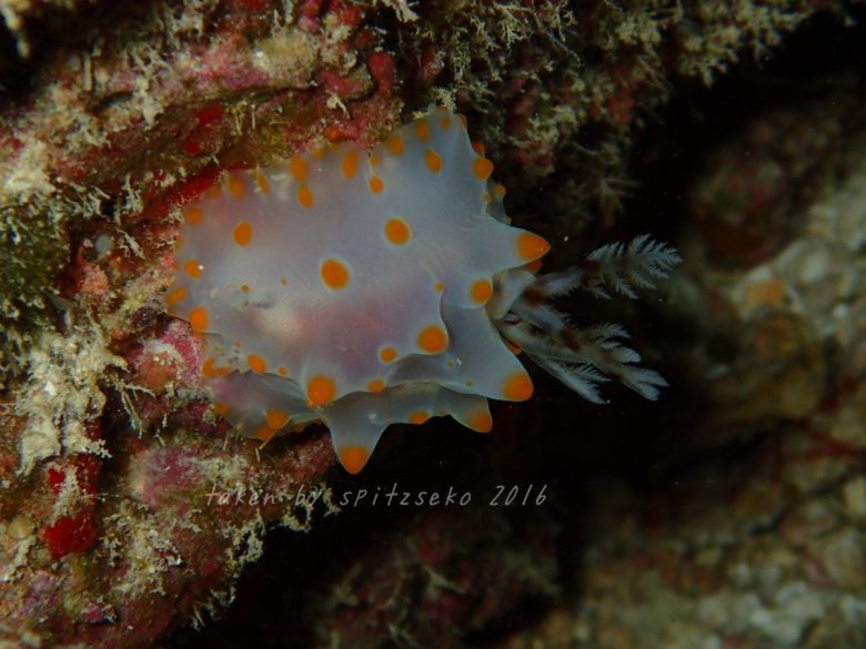 コンペイトウウミウシ