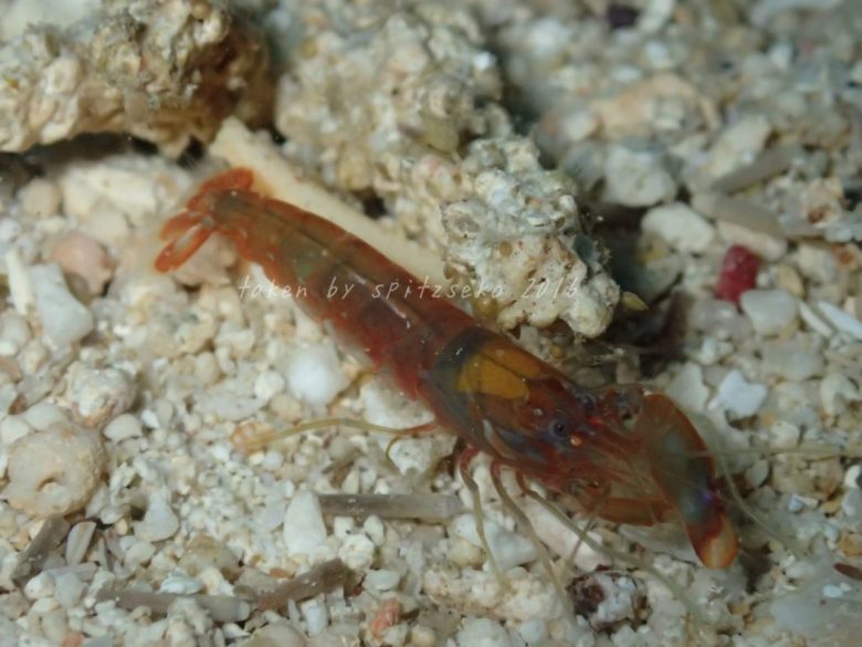 エビが出てきました・・・