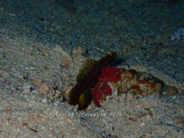 ホタテツノハゼ、生存確認