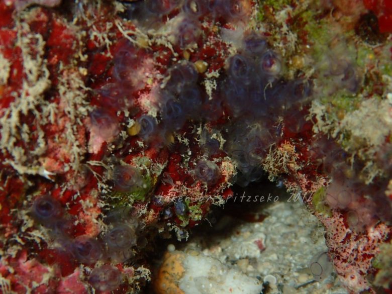 カールおじさんホヤ