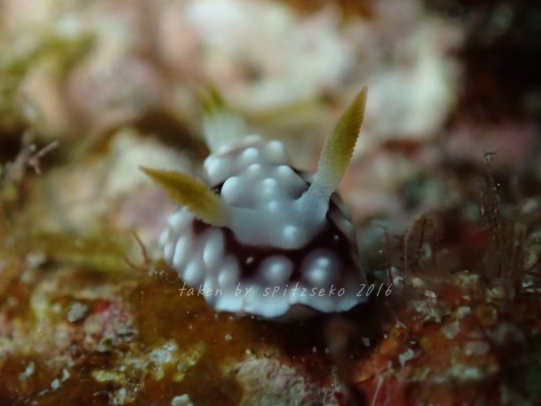 キカモヨウウミウシ