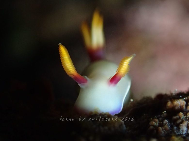 ゾウゲイロウミウシ