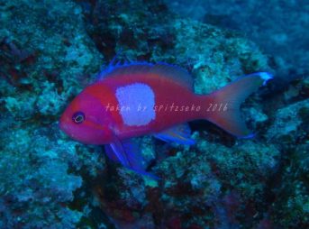 スミレナガハナダイ、オス