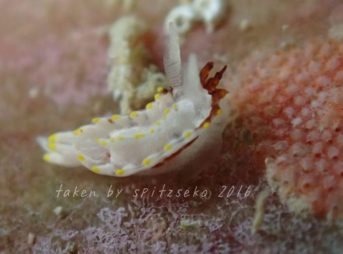 コトヒメウミウシsp.