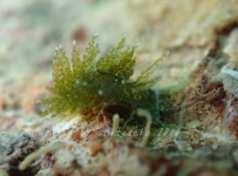 ミドリアマモウミウシsp.