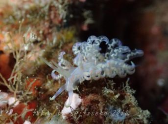 Phyllodesmium undulatum　フィロデスミウム・ウンドゥラートゥム