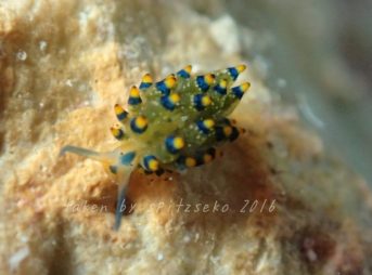 アオモウミウシ