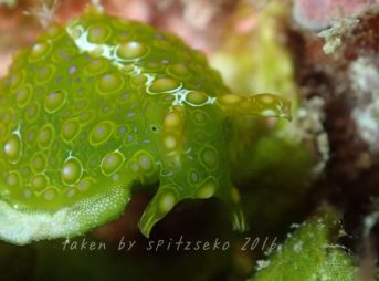 フサウミナメクジ