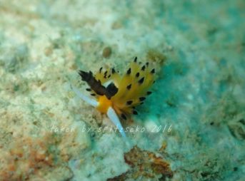 ツルガチゴミノウミウシ