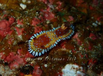 ボブサンウミウシ