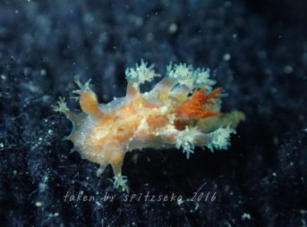 Kaloplocamus dokte valles & Gosliner, 2006かな?