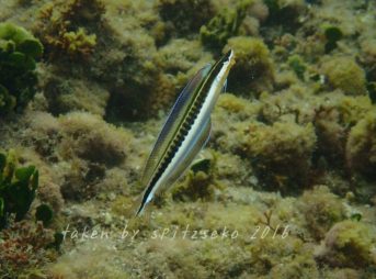 テンクロスジギンポの婚姻色?