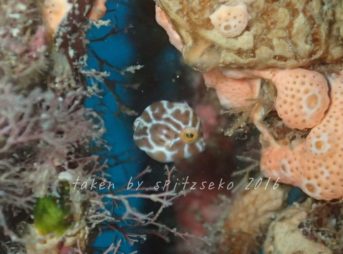 ノコギリハギ赤ちゃん