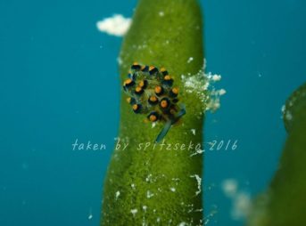 アオモウミウシ